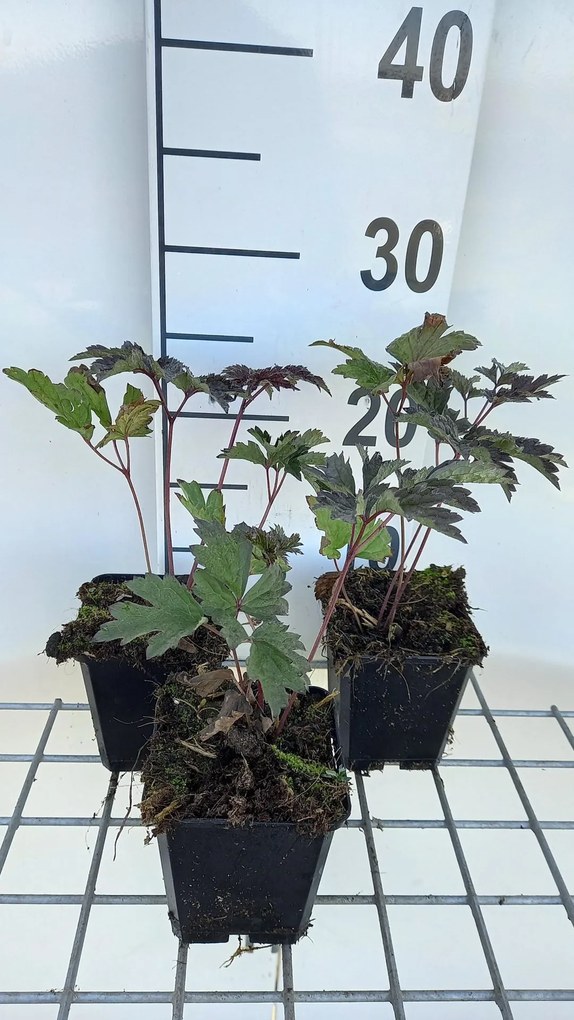 Actaea simplex 'Brunette' - pot 9x9 cm