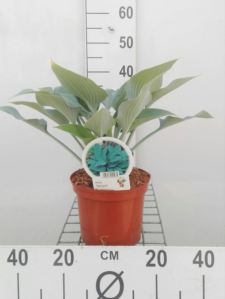 Hosta'Halcyon'- pot 3L