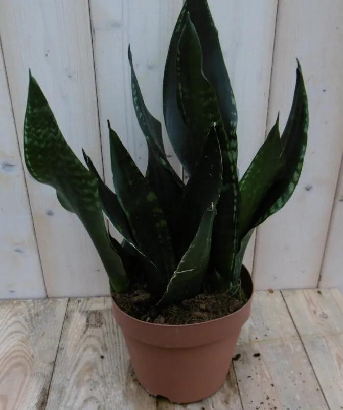 Kamerplant Vrouwentong Sansevieria donkergroen 30 cm