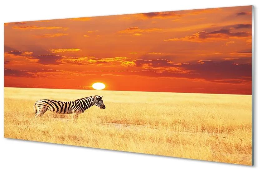 Glas schilderij Zebra veldzonsondergang 100x50 cm