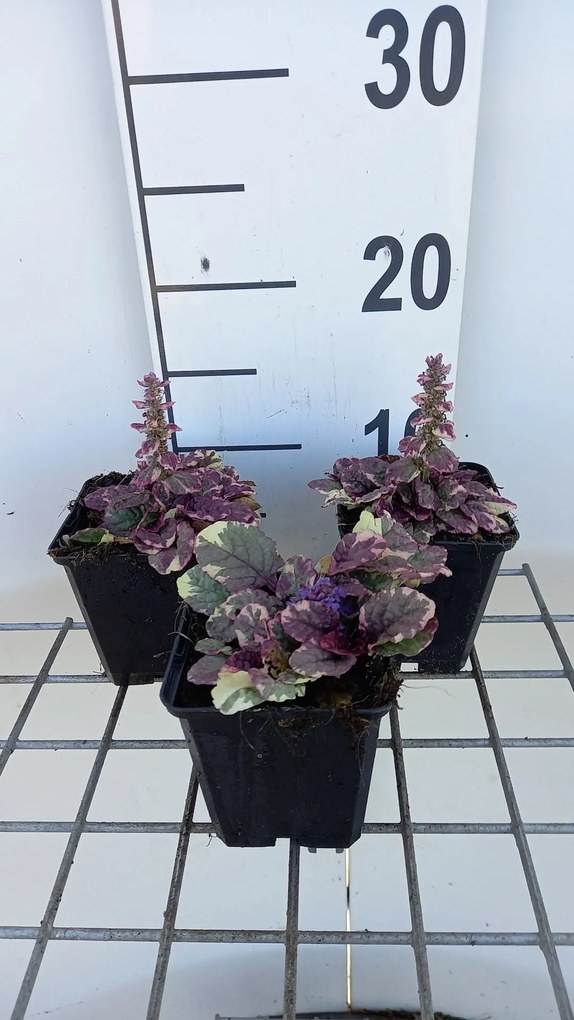 Ajuga reptans 'Burgundy Glow' - pot 9x9 cm -