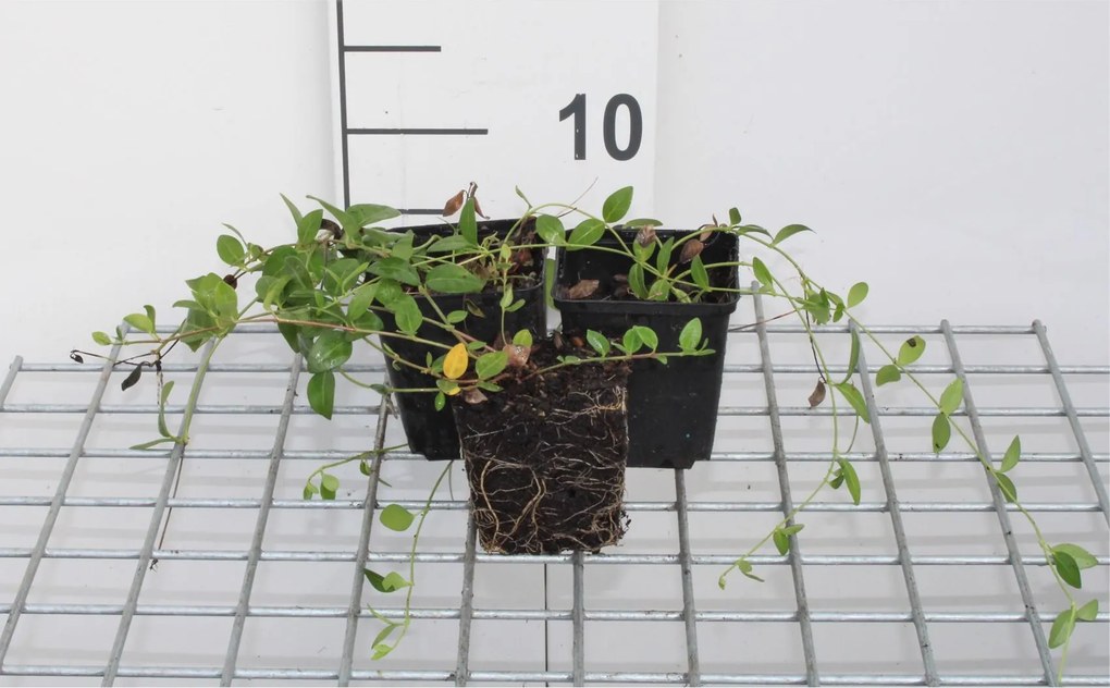 Vinca minor 'Gertrude Jekyll' - pot 9x9 cm
