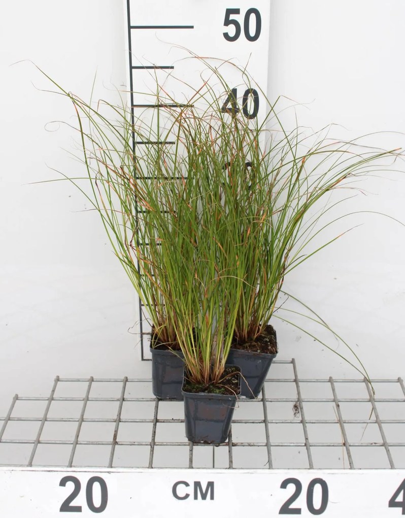 Carex testacea 'Prairie Fire' - pot 9x9 cm -