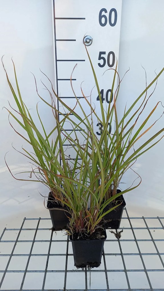 Miscanthus sinensis var. condensatus - pot 9x9 cm