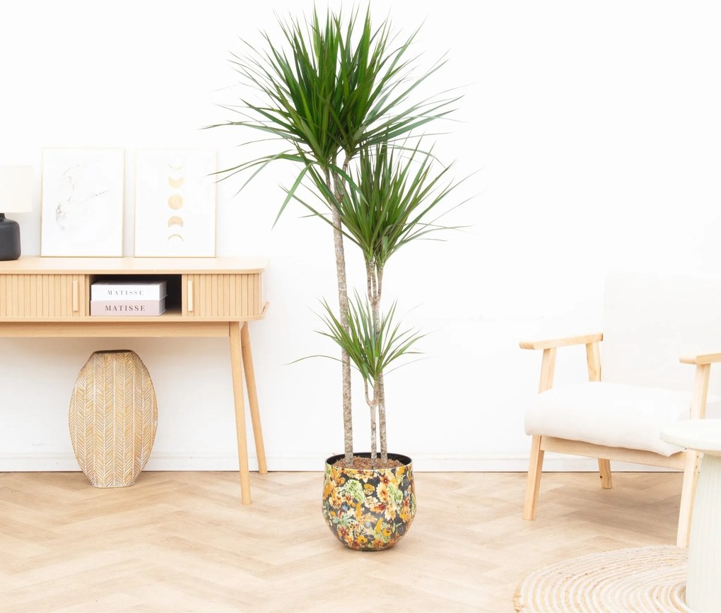 Dracaena Marginata - 160cm