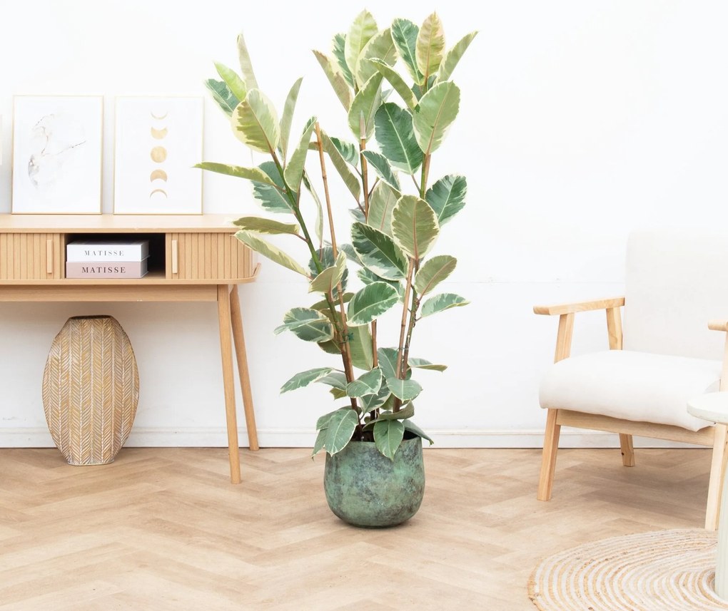 Combi deal - Ficus Tineke struik inclusief pot Elisa - 140cm