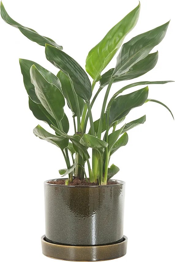 Paradijsvogelplant (Strelitzia 'reginae') incl. 'Deep forest' pot
