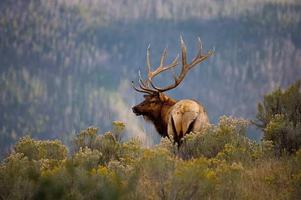 Foto Huge Bull Elk in a Scenic Backdrop, BirdofPrey, (40 x 26.7 cm)