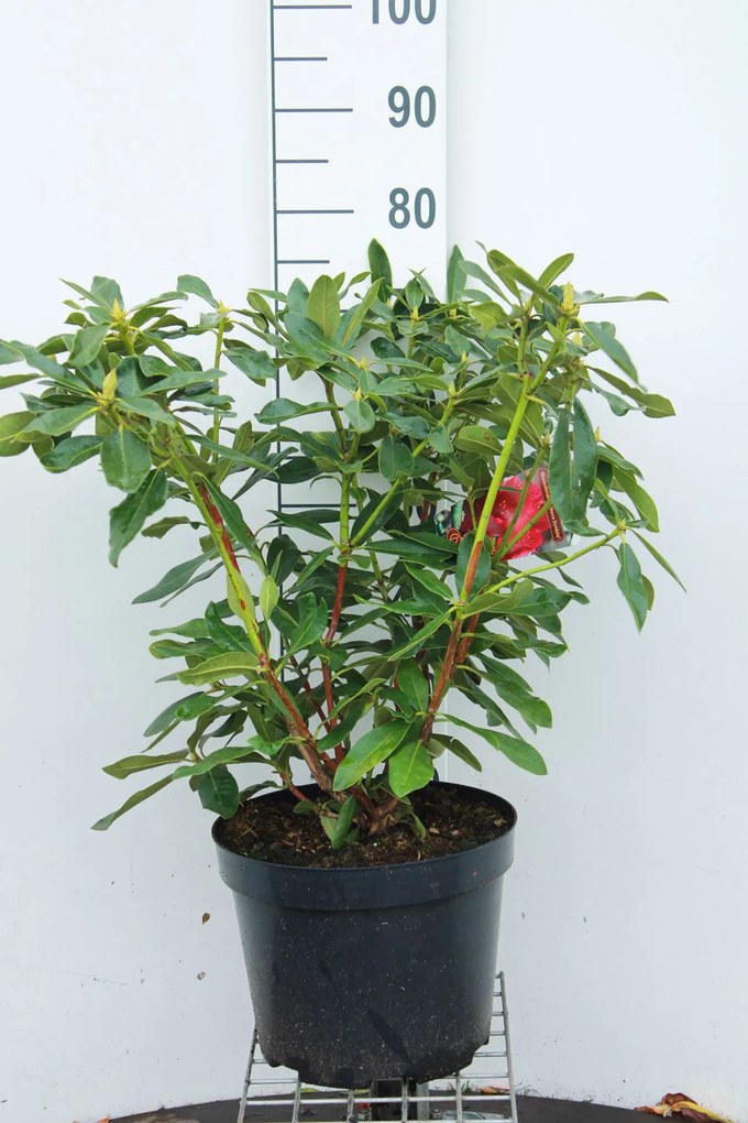 Rhododendron'Nova Zembla'- pot 10L - 60-80 cm