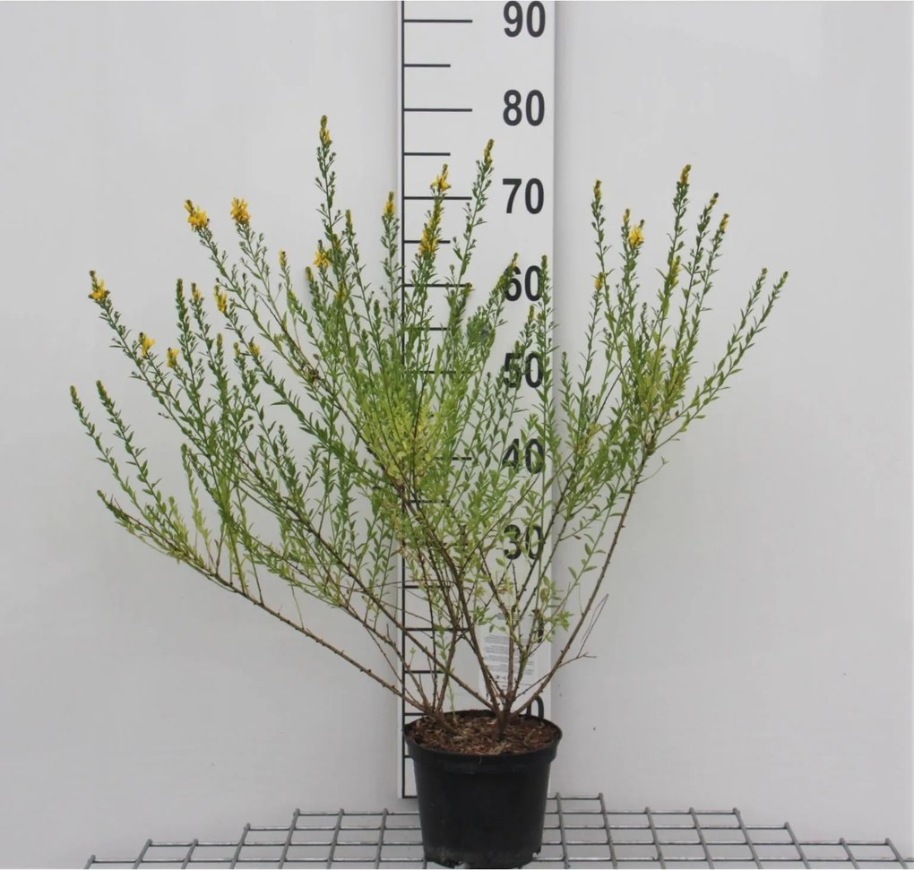 Genista tinctoria 'Royal Gold' - pot - 30-40 cm