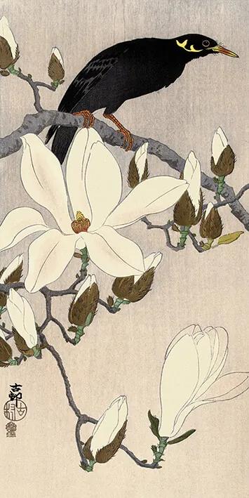 Print op canvas Ohara Koson - Myna on Magnolia Branch, (50 x 100 cm)
