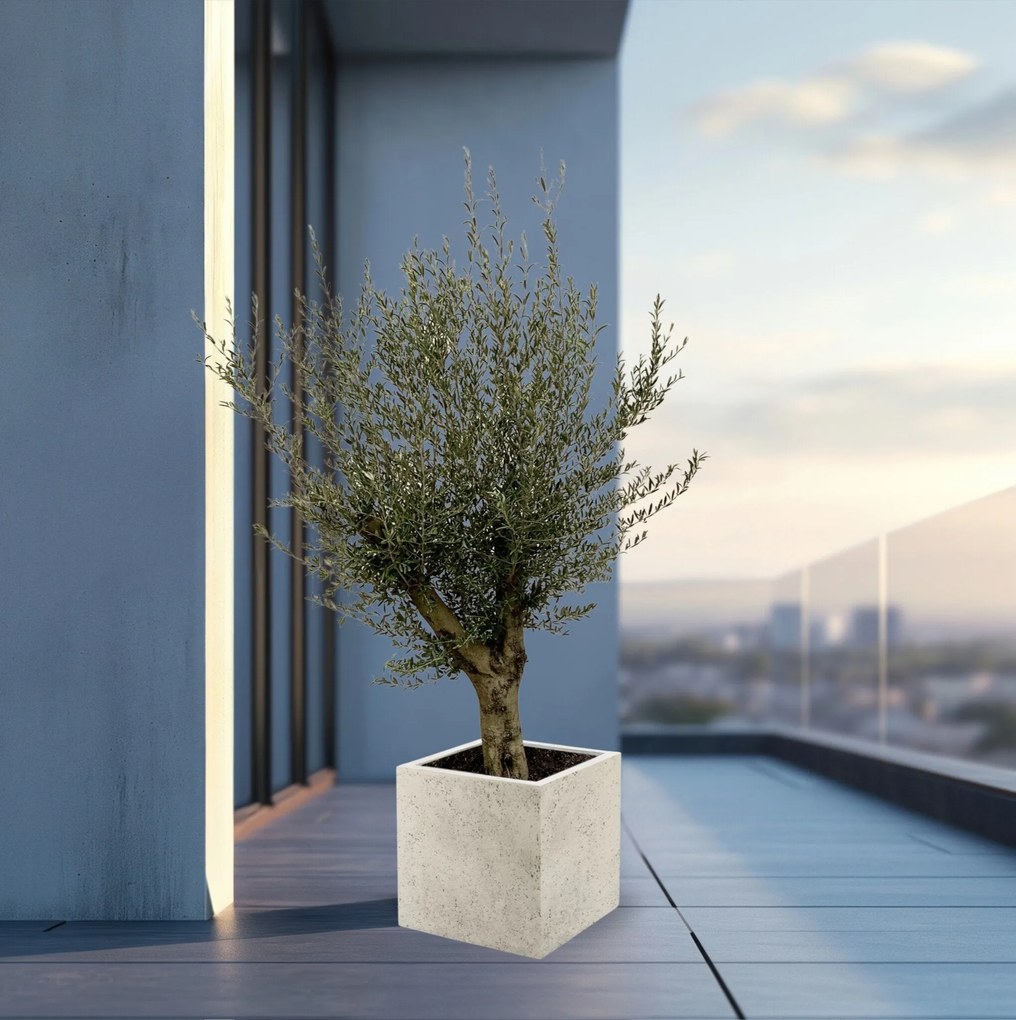 Olijfboom Olea Europaea Lorc vertakt inclusief Grigio Cube - 225cm