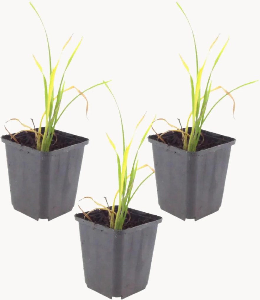 Planten daglelie Hemerocallis Stella de Oro, 3-delig