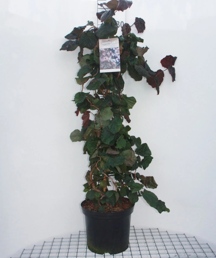 Corylus 'Red Majestic' - pot 12L - 80-100 cm