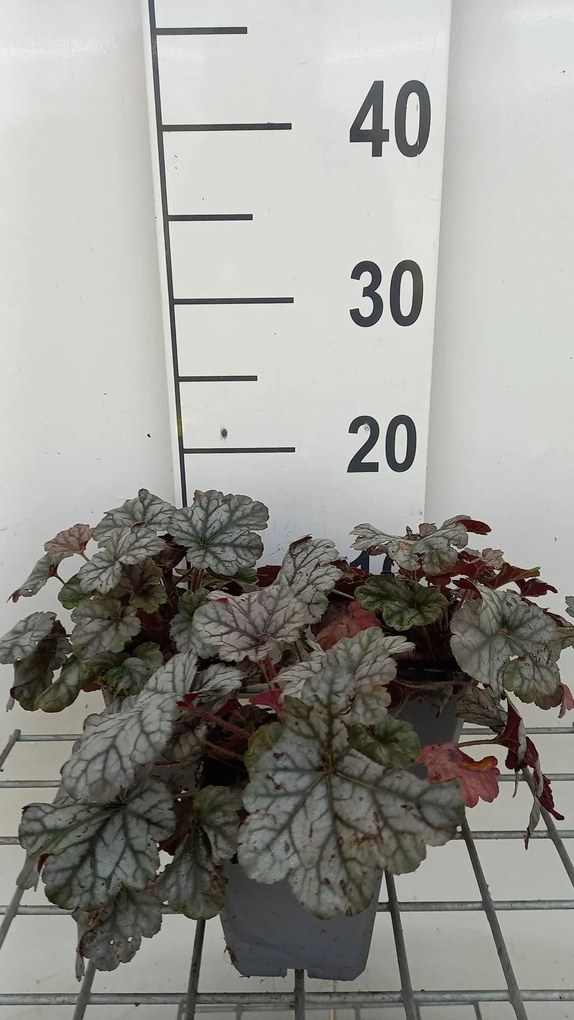 Heuchera 'Cinnabar Silver' - pot 9x9 cm