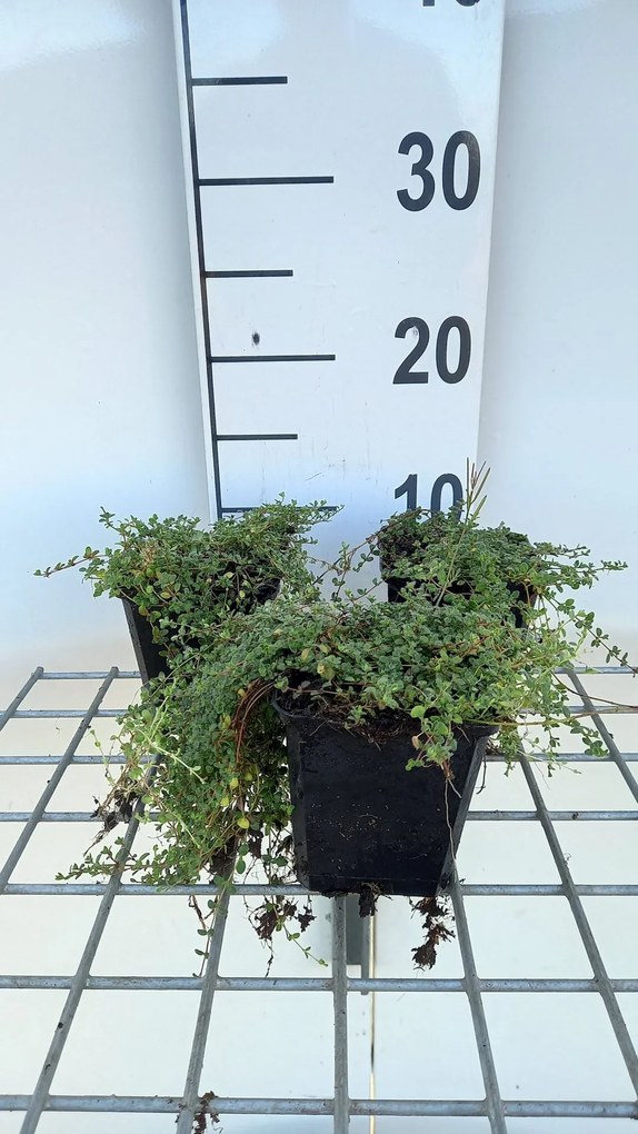 Thymus praecox 'Pink Chintz' - pot 9x9 cm (Kruiptijm) -