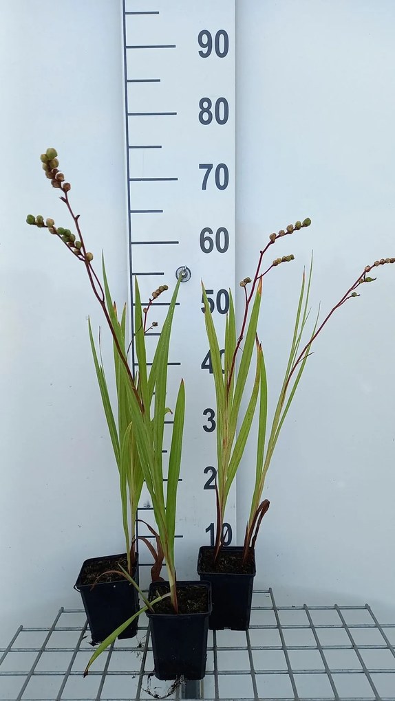 Crocosmia 'Emberglow' - pot 9x9 cm
