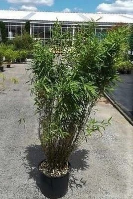 Fargesia murieliae 'Panda' - pot 10L - 60-80 cm