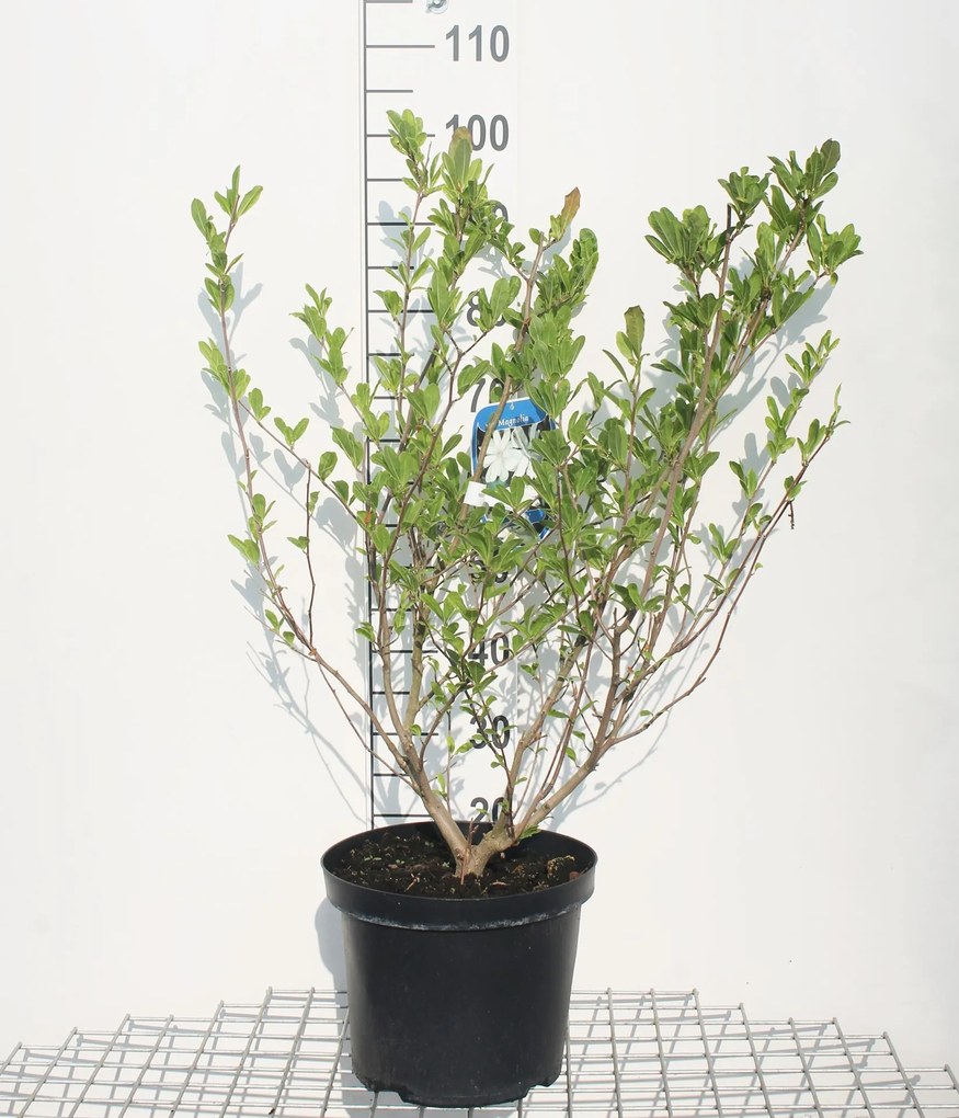 Magnolia stellata - pot 12L - 80-100 cm