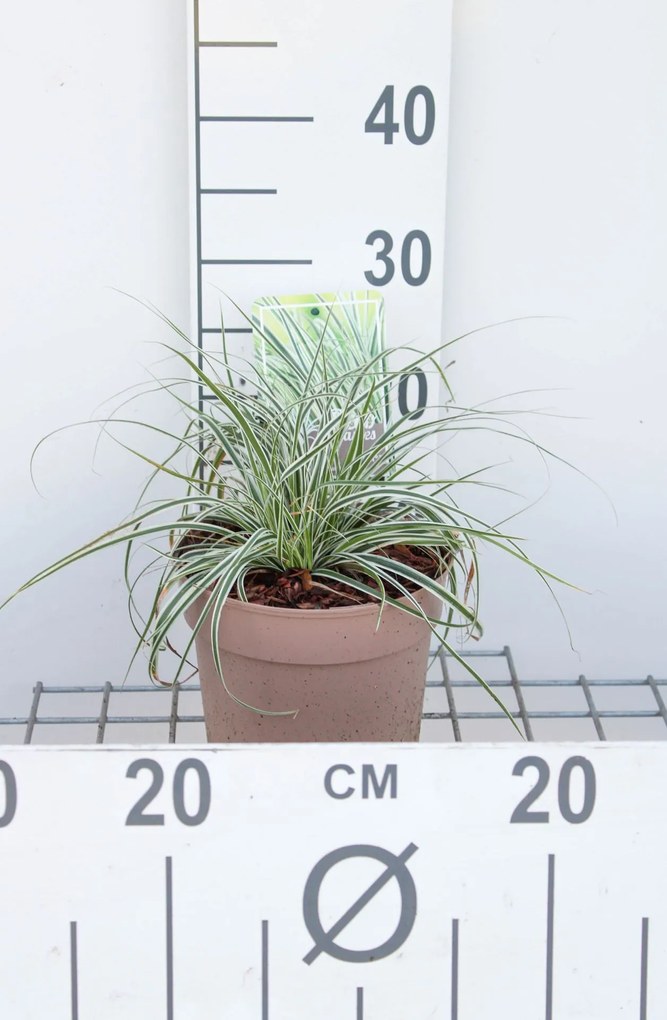 Carex oshimensis 'Fiwhite' (Everest) - pot 3L
