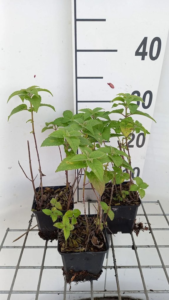 Monarda 'Fishes' - pot 9x9 cm