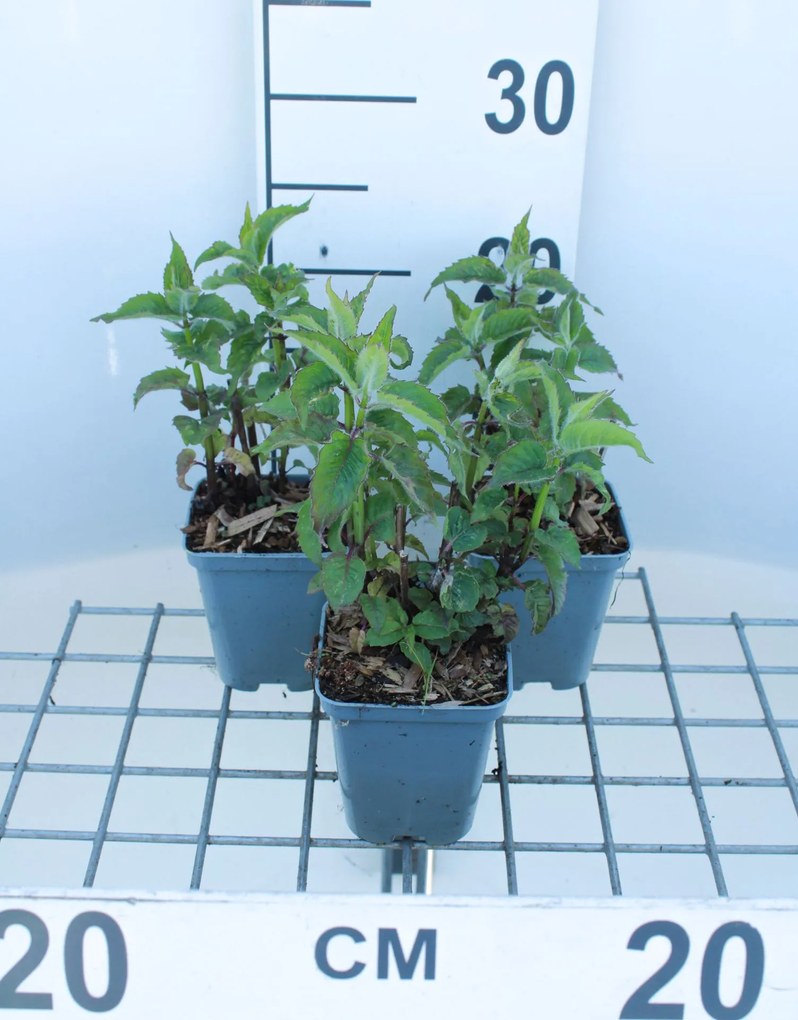 Monarda 'Scorpion' - pot 9x9 cm -