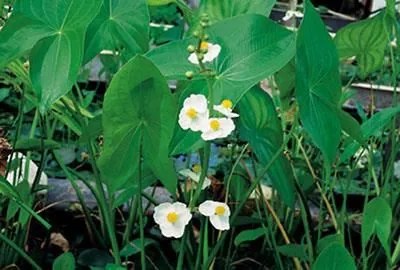 Sagittaria latifolia - pot 9x9 cm -