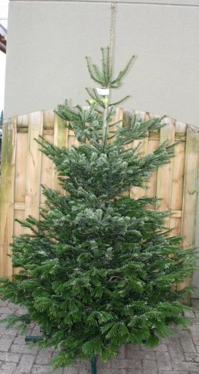 Kerstboom Warentuin Nordman B - kwaliteit Abies Nordmanniana 200 - 250 cm Warentuin Natuurlijk
