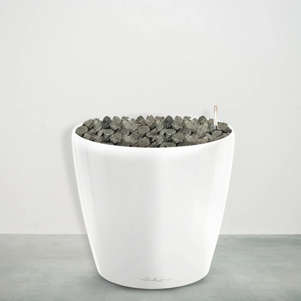 Combideal - Alocasia Portodora inclusief zelfwaterende pot Joy L - 160cm