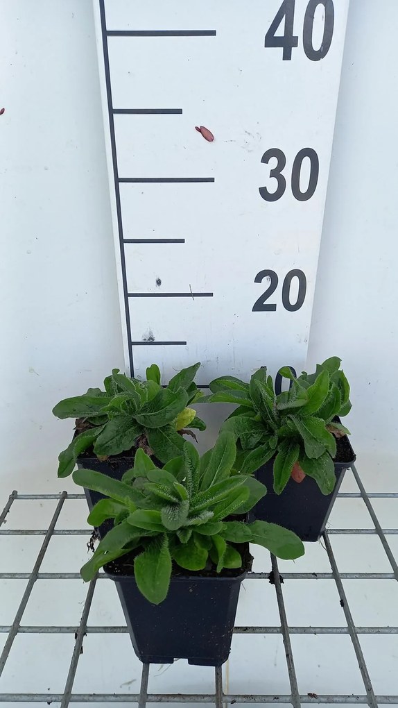 Hieracium aurantiacum - pot 9x9 cm