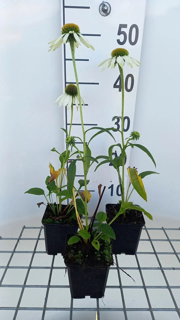 Echinacea purpurea 'Happy Star' - pot 9x9 cm