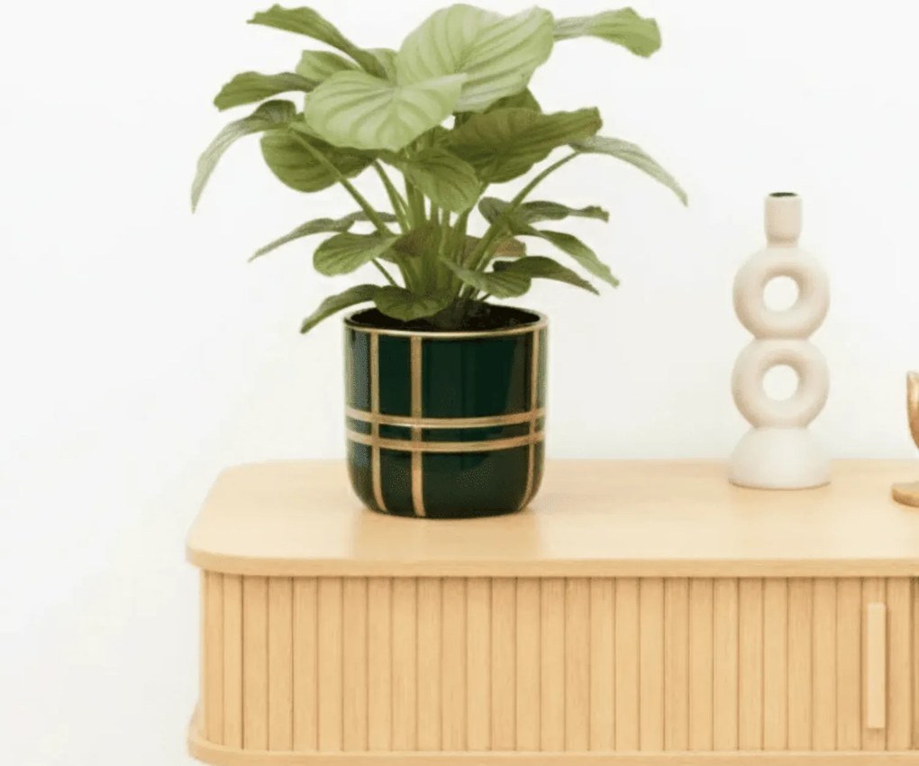 Bambino Calathea Orbifolia - 20cm