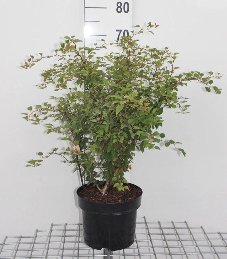 Prunus incisa 'Kojou-no-mai' - pot 12L - 60-80 cm -