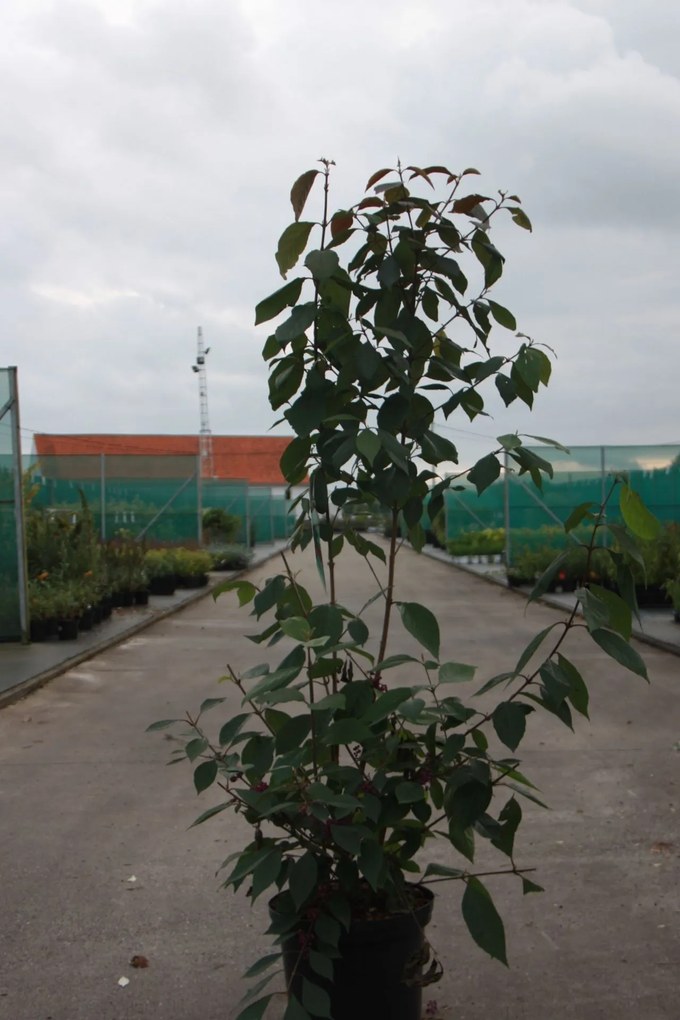 Callicarpa bodinieri 'Profusion' - pot 12L - 100-125 cm