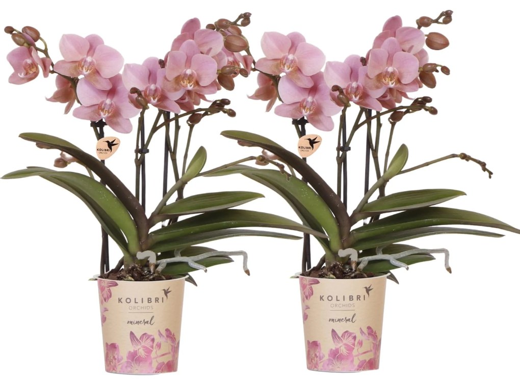 Combi deal - 2 orchideeën (Phalaenopsis) Treviso - 40cm