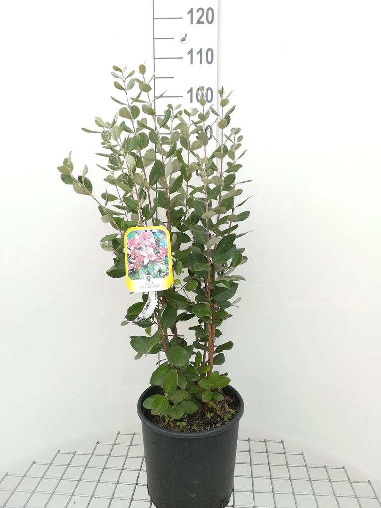 Acca sellowiana - pot 10L - 60-80 cm