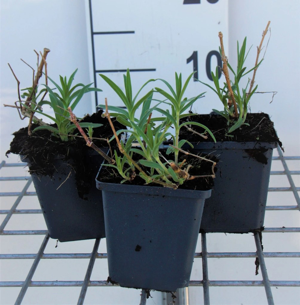 Gypsophila paniculata 'Schneeflocke' - pot 9x9 cm -