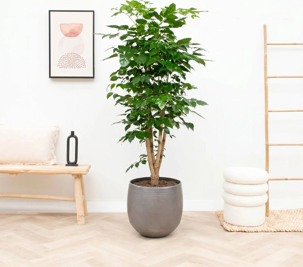 Radermachera Hainanensis - 190cm