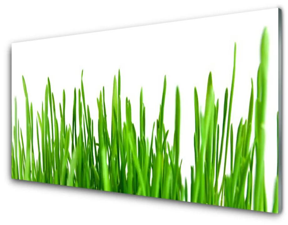 Plexiglas foto Grass nature plant 100x50 cm