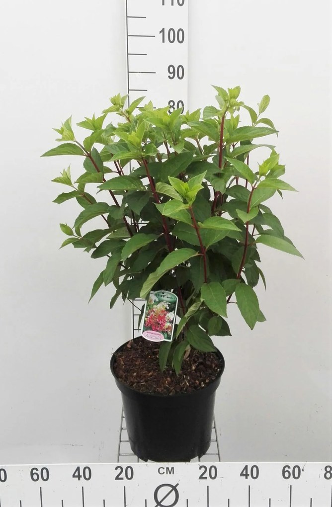 Hydrangea paniculata'DVPPinky'(Pinky Winky) - pot 10L - 60-80 cm