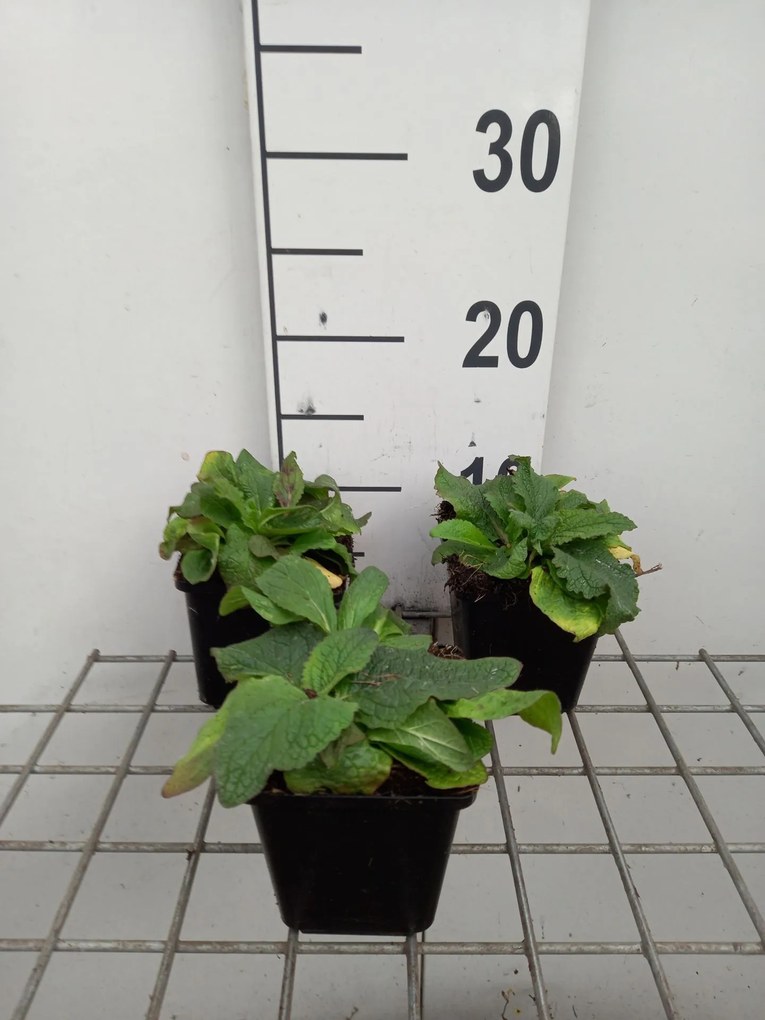 Verbascum phoeniceum - pot 9x9 cm