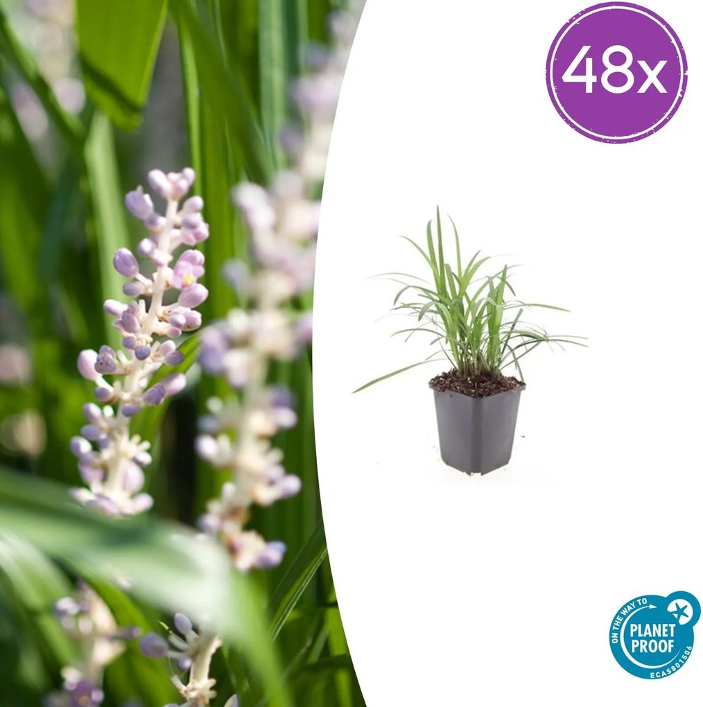Liriope Muscari 'Moneymaker' - 20cm
