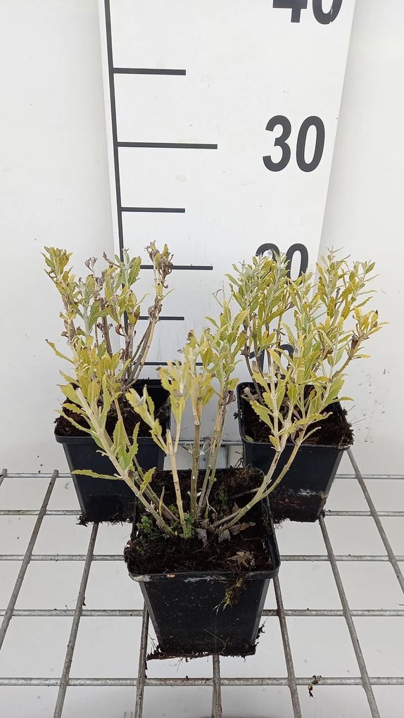 Perovskia atriplicifolia 'Blue Steel' - pot 9x9 cm