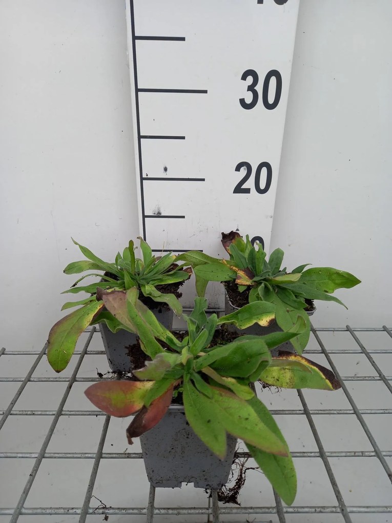Echium amoenum - pot 9x9 cm