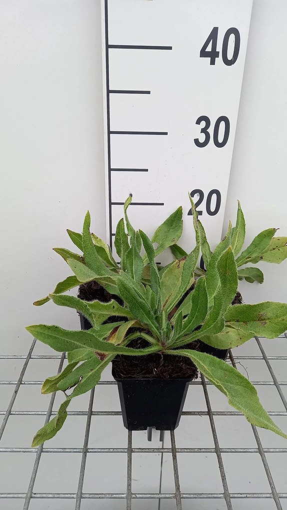 Anchusa azurea 'Loddon Royalist' - pot 9x9 cm
