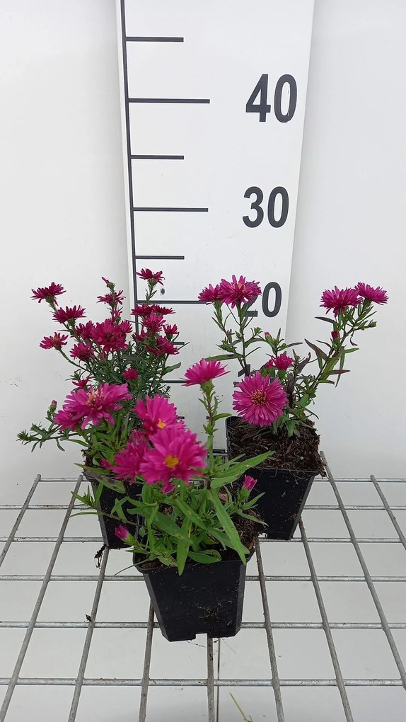 Aster novi-belgii 'Royal Ruby' - pot 9x9 cm -