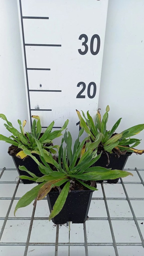 Echium vulgare - pot 9x9 cm -