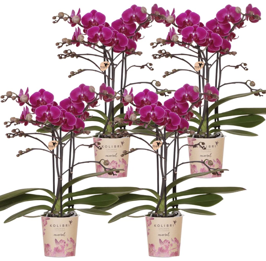Combi deal - 4 Orchideeën
