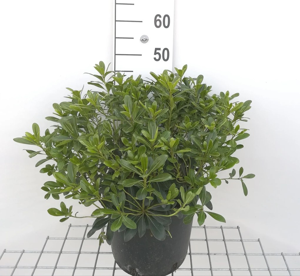 Pittosporum tobira 'Nanum' - pot 10L - 40-50 cm