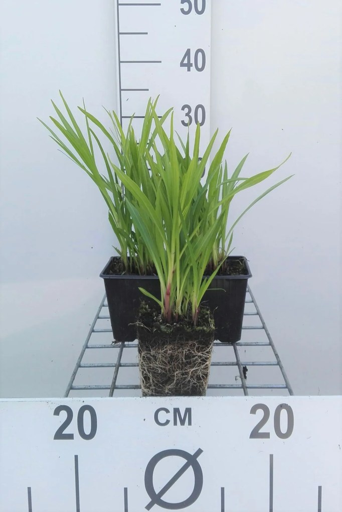Liatris spicata 'Kobold' - pot 9x9 cm -